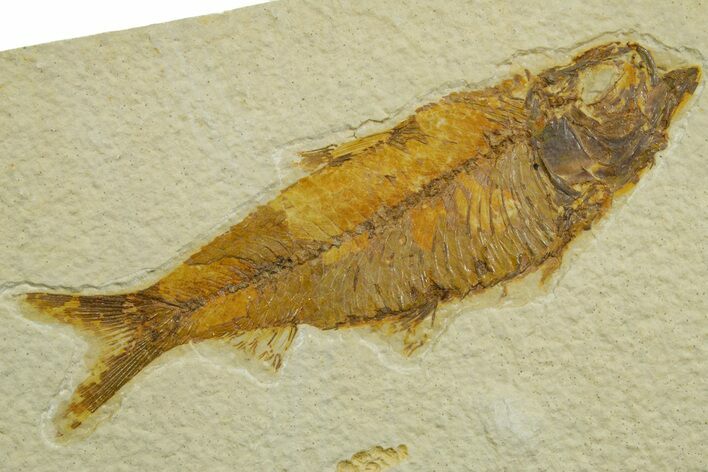 Detailed Fossil Fish (Knightia) - Wyoming #363896